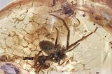 Beautifully Detailed Fossil Spider with Ant Prey In Baltic Amber #367279-1